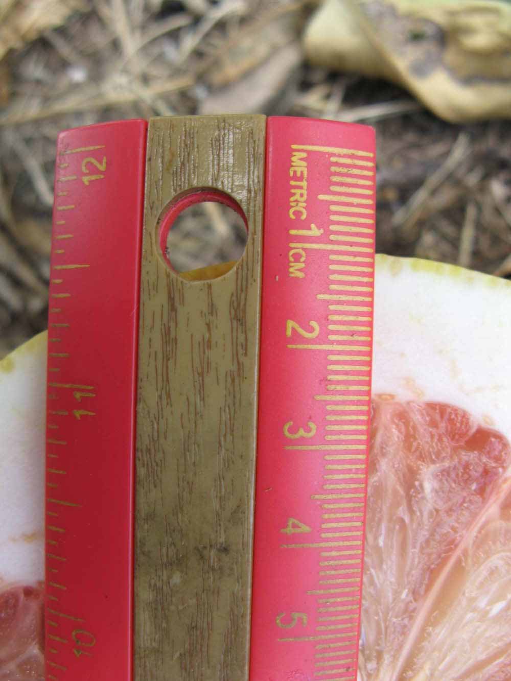            Fruit cross-section (Winter Haven, FL)   